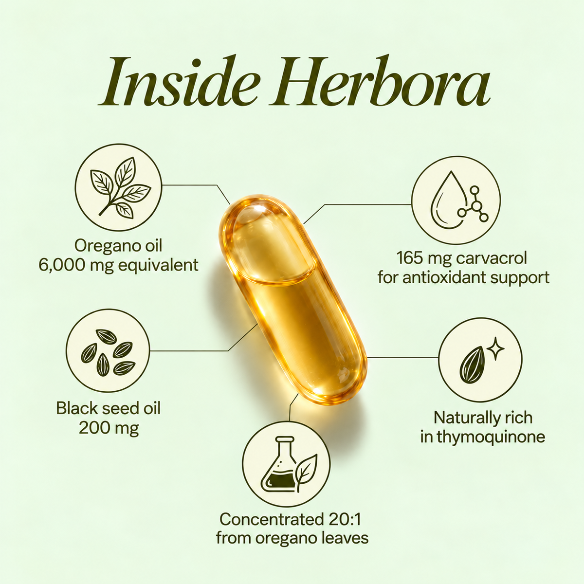 Herbora Oil Of Oregano