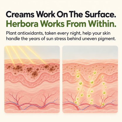 Herbora Oil Of Oregano